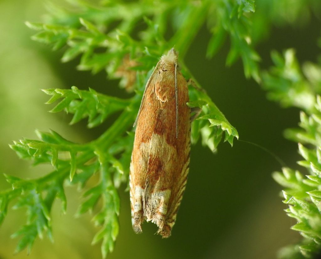 Richiesta ID Eucosma... ?? - Eucosma cfr. fulvana (Tortricidae)